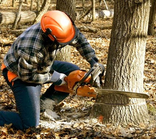 Tree Removal in Glen Wild, NY